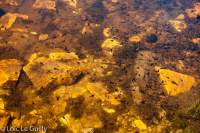 Tadpoles in a mountain lake, Twisted Lakes, Cradle Mountain. The orange colour is from the tannin.